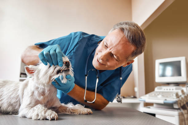 Best Emergency Dental Care for Trauma or Injury in Berkeley, IL
